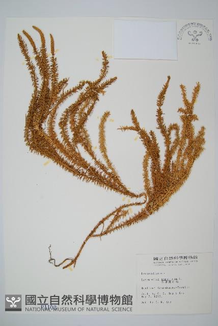 杉葉蔓石松藏品圖，第1張