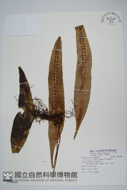 扇蕨藏品圖，第1張