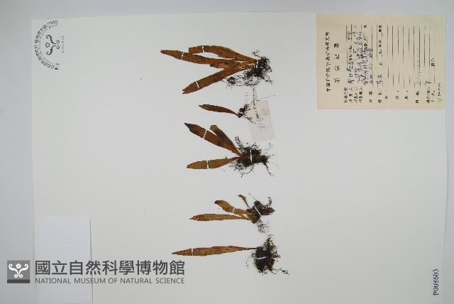 登錄號:P008603藏品圖，第1張