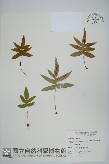 玉山茀蕨藏品圖，第1張