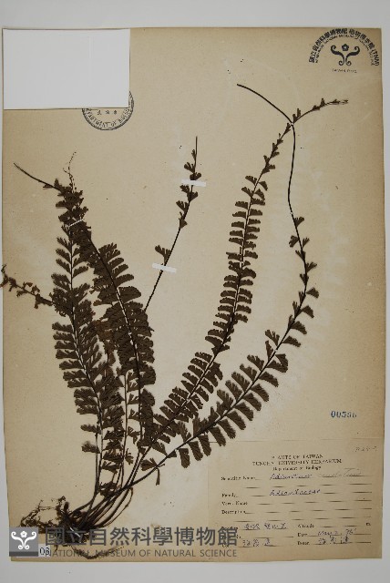 鞭葉鐵線蕨藏品圖，第1張