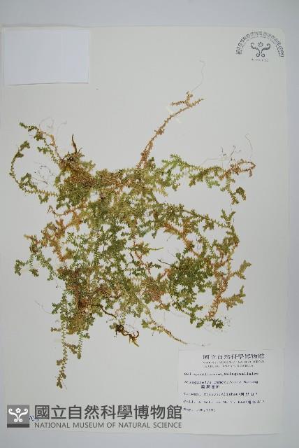 疏葉卷柏藏品圖，第1張