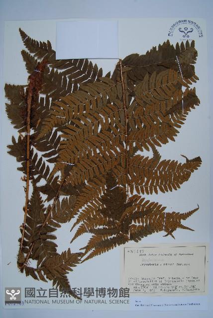 登錄號:P012703藏品圖，第1張