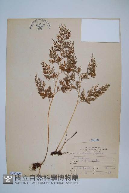 日本金粉蕨藏品圖，第1張