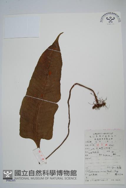 盾蕨藏品圖，第1張