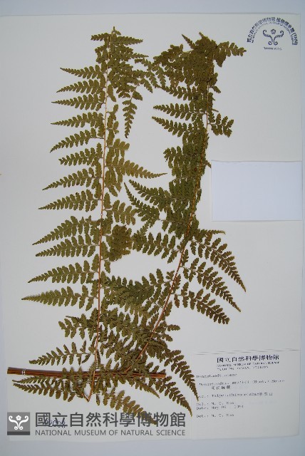 司氏碗蕨藏品圖，第1張