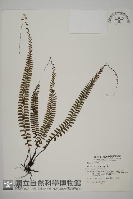 鞭葉鐵線蕨藏品圖，第1張