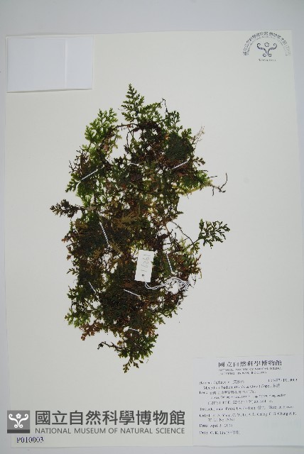 圓唇假脈蕨藏品圖，第1張