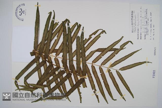 蘭嶼觀音座蓮藏品圖，第1張