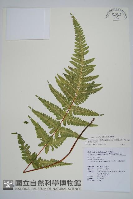 毛囊紫柄蕨藏品圖，第1張