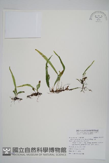 瓦葦藏品圖，第1張