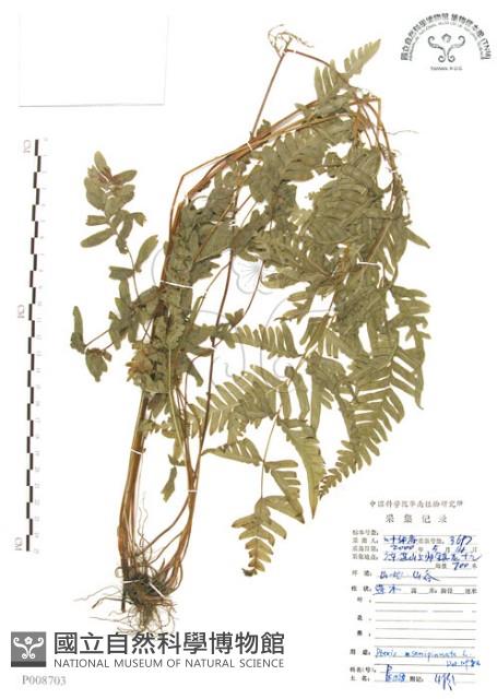 半邊羽裂鳳尾蕨藏品圖，第1張