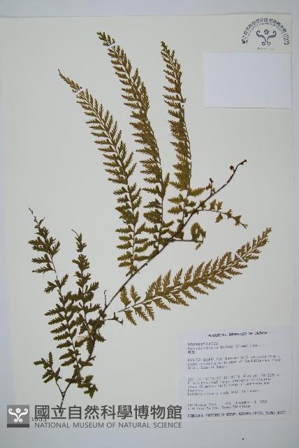 瓶蕨藏品圖，第1張