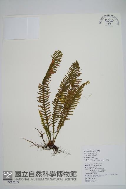 穴子蕨藏品圖，第1張