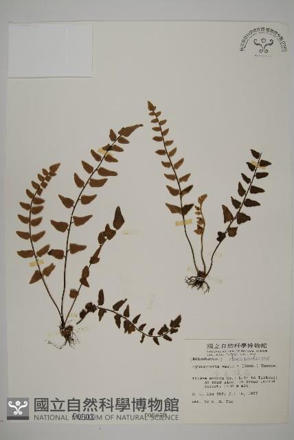 金毛裸蕨藏品圖，第1張