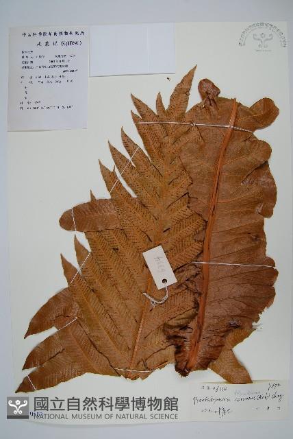 崖薑蕨藏品圖，第1張