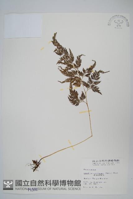 高山金粉蕨藏品圖，第1張