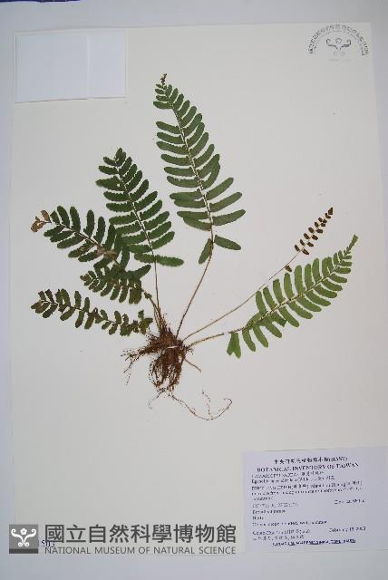 刺蕨藏品圖，第1張