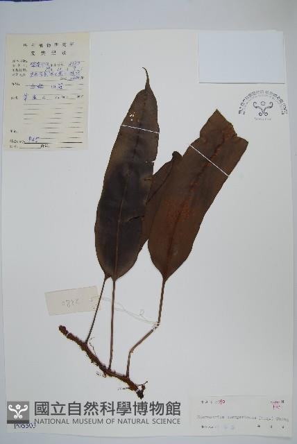 波氏星蕨藏品圖，第1張