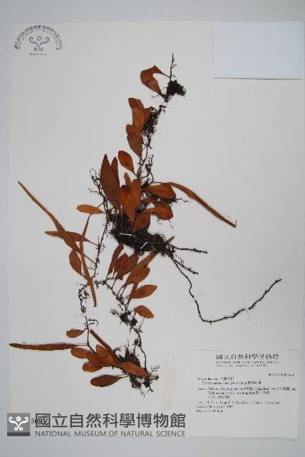 抱樹石葦藏品圖，第1張