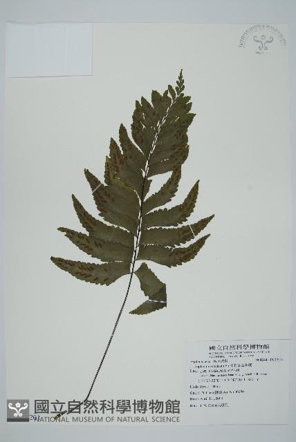 剪葉鐵角蕨藏品圖，第1張