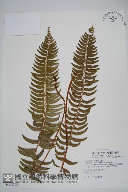 臺東耳蕨藏品圖，第1張