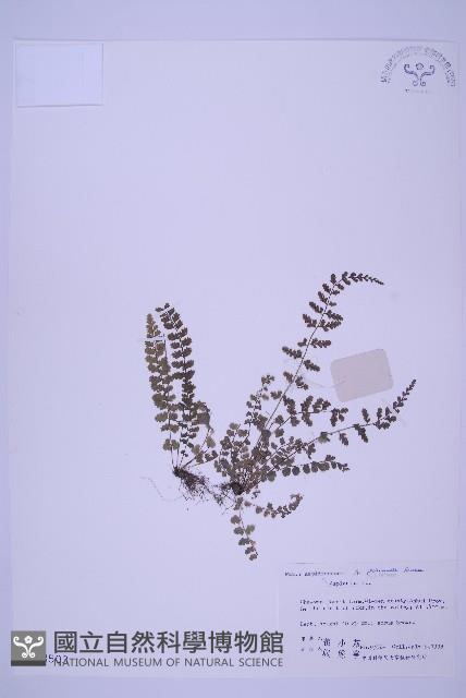 北京鐵角蕨藏品圖，第1張