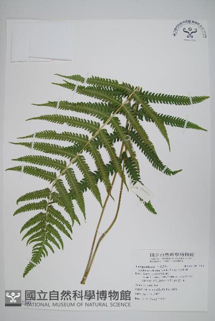 野小毛蕨藏品圖，第1張