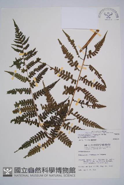 奄美短腸蕨藏品圖，第1張