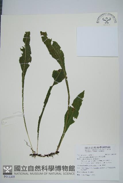 萊氏線蕨藏品圖，第1張