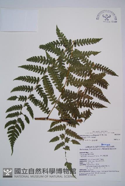 奄美短腸蕨藏品圖，第1張