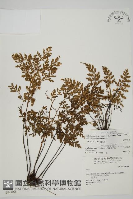 大黑柄鐵角蕨、黃鱗鐵角蕨、大羽鐵角蕨藏品圖，第1張