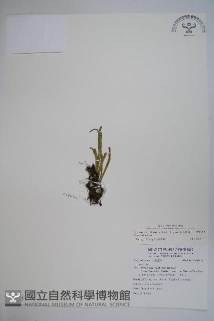 Accession Number:P009403 Collection Image