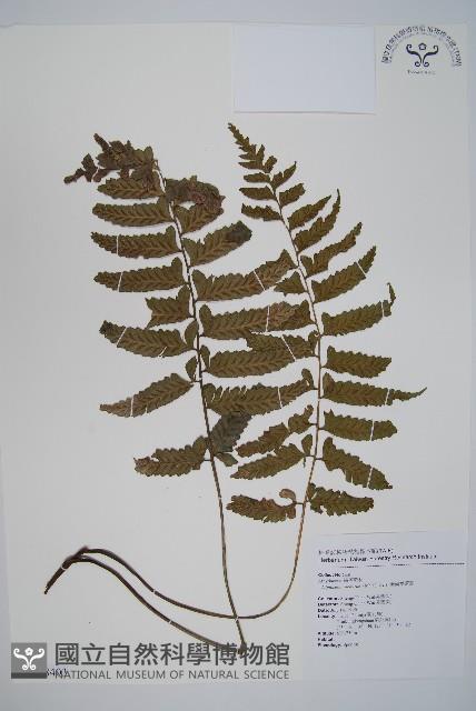 鋸齒雙蓋蕨、線葉雙蓋蕨、刺鱗雙蓋蕨藏品圖，第1張