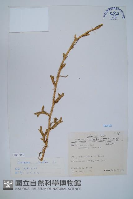 石松藏品圖，第1張