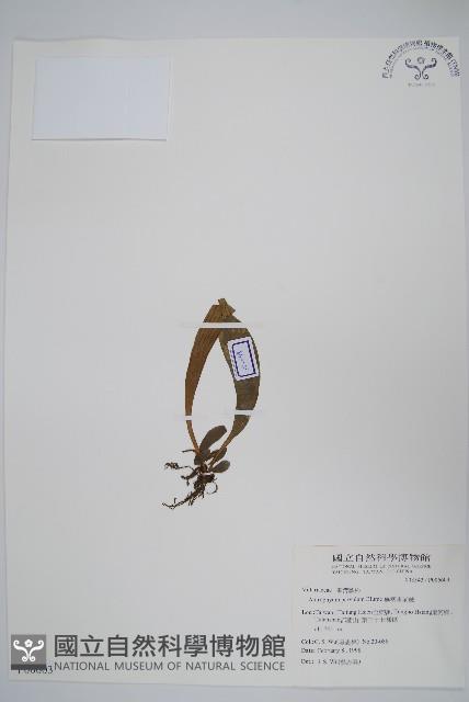 無柄車前蕨、小車前蕨藏品圖，第1張