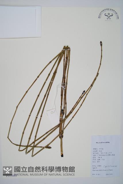 芼管草藏品圖，第1張