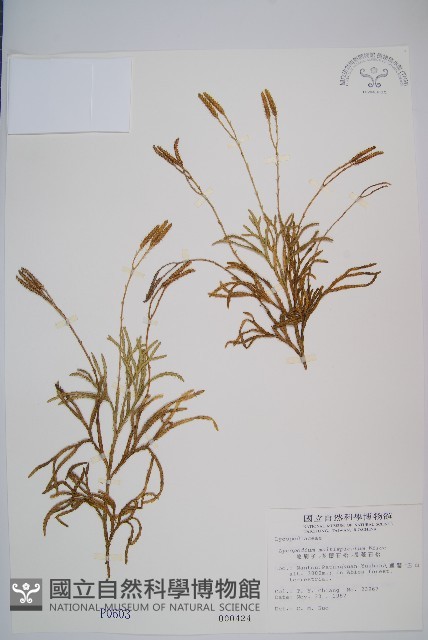 地刷子、多穗石松藏品圖，第1張