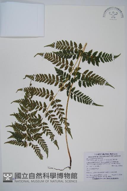 生芽蹄蓋蕨藏品圖，第1張