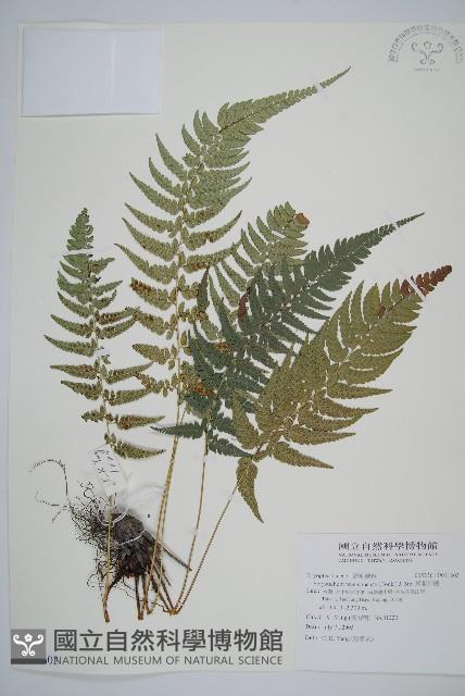 馬祖耳蕨藏品圖，第1張