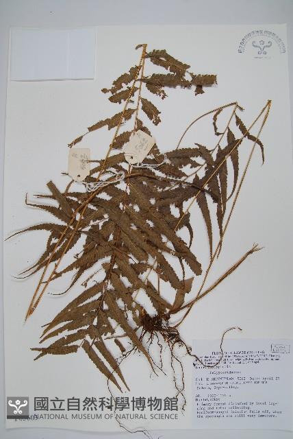 登錄號:P005603藏品圖，第1張