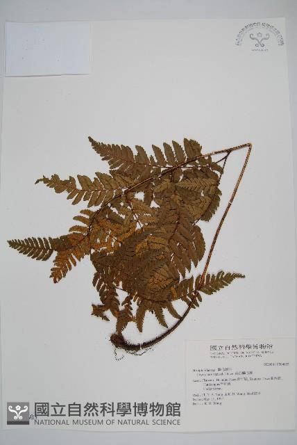 南海鱗毛蕨藏品圖，第1張