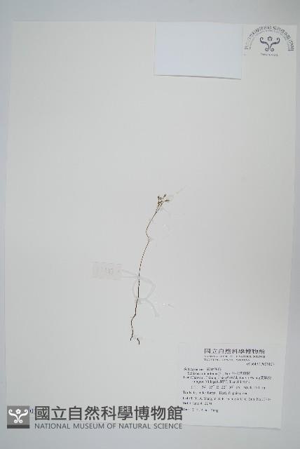 分枝莎草蕨藏品圖，第1張