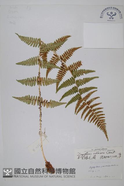 亞二型鱗毛蕨藏品圖，第1張