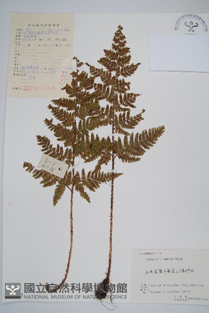 假異鱗毛蕨藏品圖，第1張