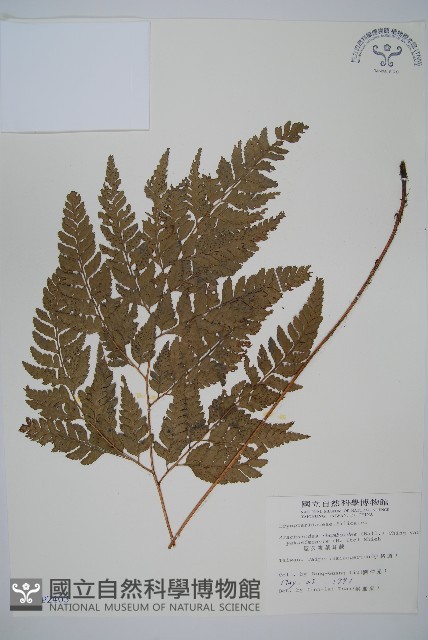 小葉複葉耳蕨藏品圖，第1張