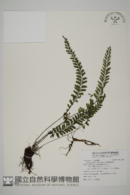 馬來鐵線蕨藏品圖，第1張