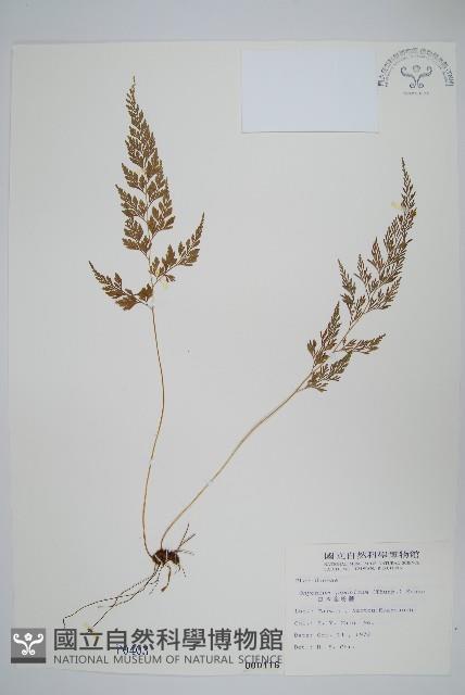 日本金粉蕨藏品圖，第1張