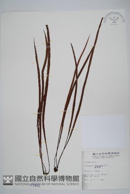 書帶蕨藏品圖，第1張