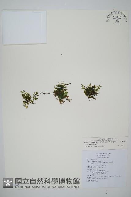 厚邊蕨藏品圖，第1張